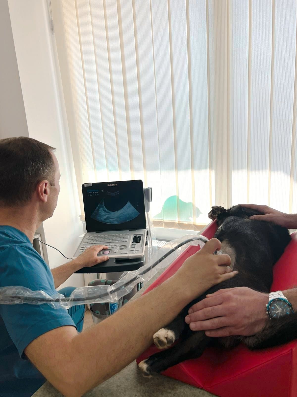 Ultrazvučni pregled psa u ambulanti BL VET